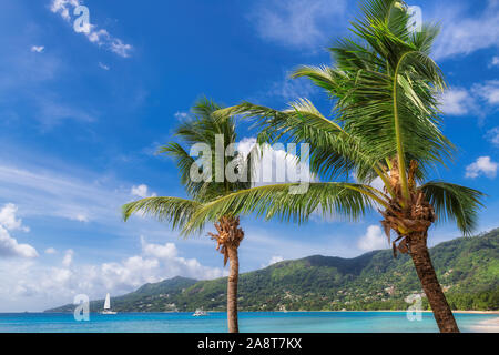 Palme sulla spiaggia Sunny Beach Foto Stock