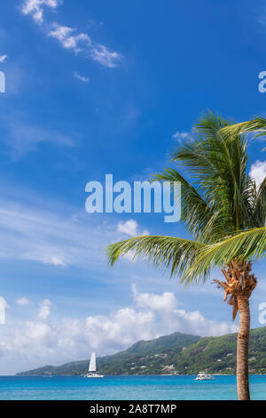 Palme sulla spiaggia Sunny Beach Foto Stock