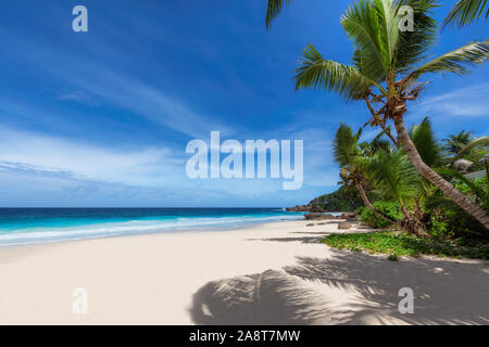 Palme sulla spiaggia di sole e mare turchese Foto Stock