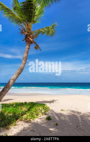 Palme sulla spiaggia di sole e mare turchese Foto Stock