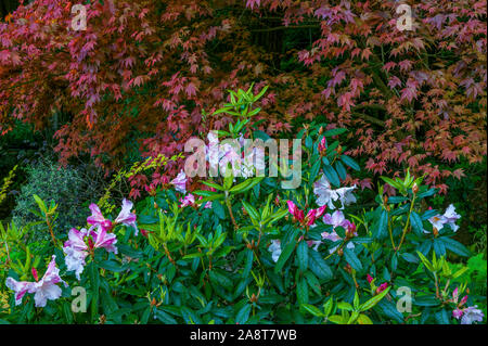 Azalea, acero giapponese, Fern Canyon giardino, Mill Valley, California Foto Stock