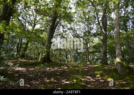 Fiume Hamble Country Park, Bursledon, vicino a Southampton, Hampshire, Regno Unito Foto Stock