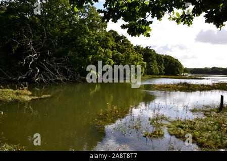 Fiume Hamble Country Park, Bursledon, vicino a Southampton, Hampshire, Regno Unito Foto Stock