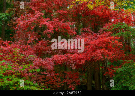 Acero giapponese, Redwoods, Fern Canyon giardino, Mill Valley, California Foto Stock