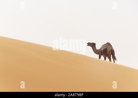 Arrampicata cammello sulle dune di sabbia nel deserto marocchino Foto Stock
