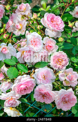 Boccola di fioritura di rosa pallido rose inglesi nel giardino di rose con delicata terry profumati fiori in piena fluorescenza. Offerta estate floral background Foto Stock