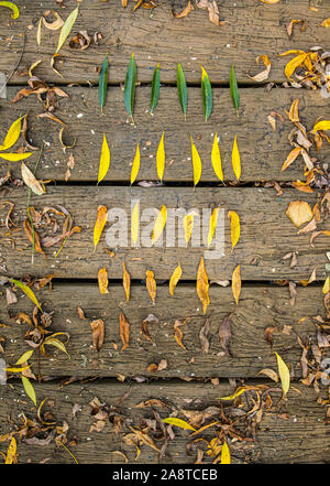 Leaves lined up on a wooden floor, each line changing colour in the representation of changing seasons, from green, yellow, orange to brown Foto Stock