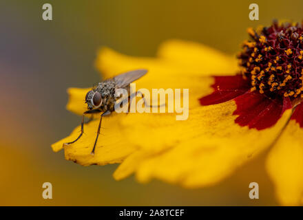 Un insetto sul petalo di un fiore giallo Foto Stock