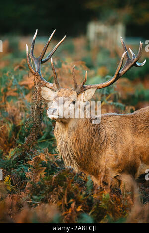 Un lone cervi cervi nei boschi di Bushy Park, Londra Inghilterra, prese una fredda e nebbiosa mattina di autunno durante la stagione di solchi Foto Stock