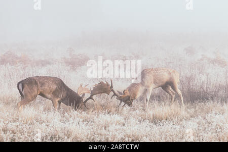 Due scontri deer stags con corna di cervo bloccato nel bosco di Bushy Park, Londra Inghilterra, prese una fredda e nebbiosa mattina di autunno durante la stagione di solchi Foto Stock