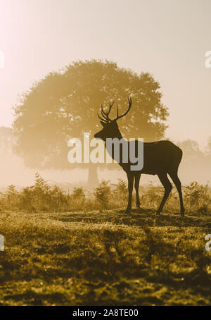 Silhouette di una solitaria cervi cervi nei boschi di Bushy Park, Londra Inghilterra c'è una bella glow in background da sunrise. Prese su Foto Stock