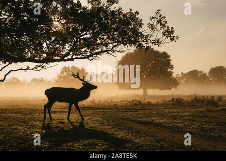 Silhouette di una solitaria cervi cervi nei boschi di Bushy Park, Londra Inghilterra c'è una bella glow in background da sunrise. Prese su Foto Stock