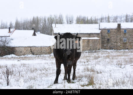 Tierras Altas, Spagna. Decimo Nov, 2019. Una mucca è visto durante una nevicata al Oncala mountain (1.454 m s.l.m.) vicino al piccolo villaggio di Vizmanos.una nevicata, accompagnata da forti venti, ha colpito molti villaggi di Tierras Altas regione, Soria la provincia. Giallo e arancione avvisi di neve sono state messe in diverse province del nord della Spagna. Credito: SOPA Immagini limitata/Alamy Live News Foto Stock