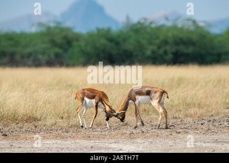 Combattimenti Antilopi Foto Stock Alamy