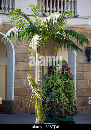 Un albero di Palma in piazza del paese Foto Stock