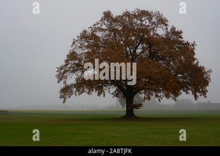 Grande vecchio albero di quercia in una mattina foggx in autunno in Baviera Foto Stock