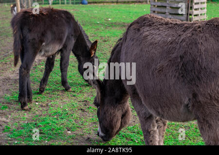 Asini mangiare erba in uno zoo di animali domestici nei Paesi Bassi Foto Stock