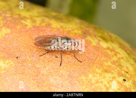 Cluster Fly (Pollenia specie) a riposo sul frutto di pera, Wales, Regno Unito, ottobre Foto Stock