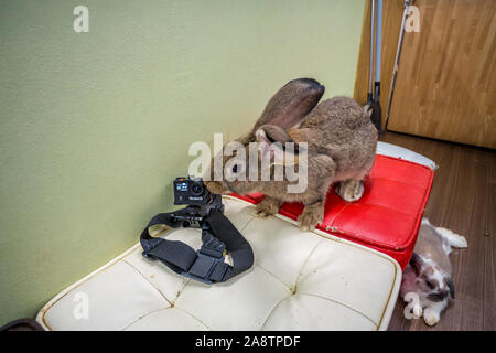 Mimi Rabbit Cafe. Ikebukuro, quartiere Toshima di Tokyo, Giappone, Asia Foto Stock