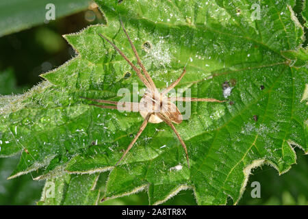 Vivaio Spider Web (Pisaurina mira) femmina adulta con uovo sac, Wales, Regno Unito, maggio Foto Stock