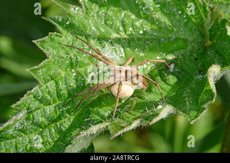 Vivaio Spider Web (Pisaurina mira) femmina adulta con uovo sac, Wales, Regno Unito, maggio Foto Stock