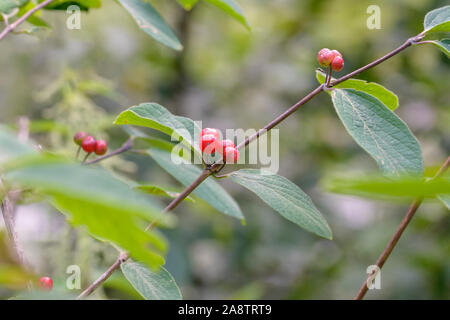 Rote Heckenkirsche (Lonicera xylosteum) Foto Stock