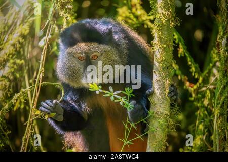 Vista ravvicinata di una selvaggia scimmia dorata (Latino - Cercopithecus kandti), una specie in via di estinzione che vive nel proprio habitat naturale, un bosco di bambù in Ruanda. Foto Stock