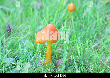 Hygrocybe conica, conosciuta come la strega del cappello conico, tappo di cera o conici tappo viscido, funghi selvatici dalla Finlandia Foto Stock