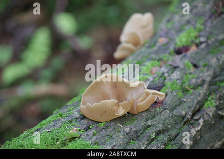 Peziza varia, una specie di apothecial fungo appartenente alla famiglia Pezizaceae, crescente selvatici in Finlandia Foto Stock