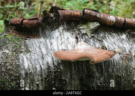 Fomitopsis betulina, noto come la betulla polypore, staffa di betulla, o un rasoio strop, una staffa fungo dalla Finlandia Foto Stock