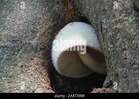 Volvariella bombycina, noto come la guaina setosa e vellutata rosegill, argento-seta fungo di paglia, o albero di funghi, funghi selvatici dalla Finlandia Foto Stock