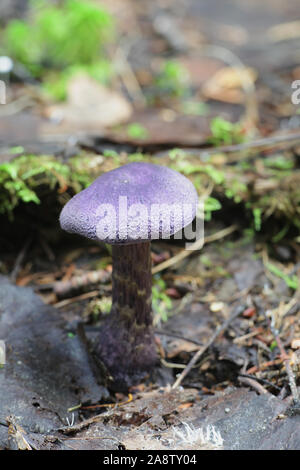 Cortinarius tendente al violaceo, noto come webcap viola o violetto cort, wild mushroon dalla Finlandia Foto Stock