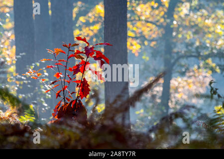 Il nord di quercia rossa / champion quercia (Quercus rubra / Quercus borealis) alberello che mostra in rosso i colori autunnali nel bosco misto con bracken in autunno Foto Stock