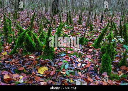 Coperte di muschio piccoli alberi nel bosco durante il piovoso giorni d'Autunno Foto Stock