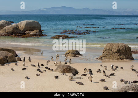 Africa colonia di pinguini a Boulders Beach, Simonstown, Western Cape in Sud Africa Foto Stock