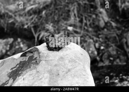 Rana su una roccia 1974 Foto Stock