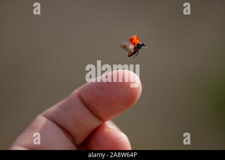 Red lady bug dello sfondo. Gli insetti che volano da dito Foto Stock