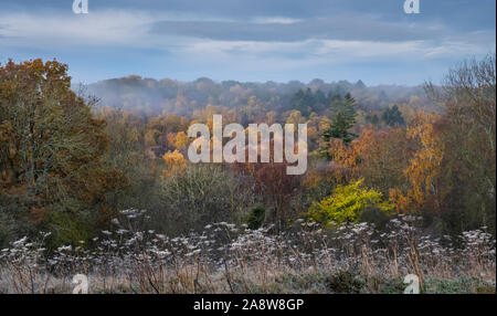 I colori autunnali nel landscap, Coulourful alberi nel bosco inglese campagna nei pressi di Ponte Shotley sul confine del Northumberland e contea di Durham Foto Stock