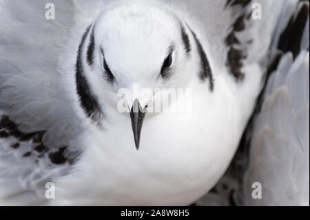 Bianco e nero nero di uccello zampe kittiwake Rissa tridactyla Foto Stock