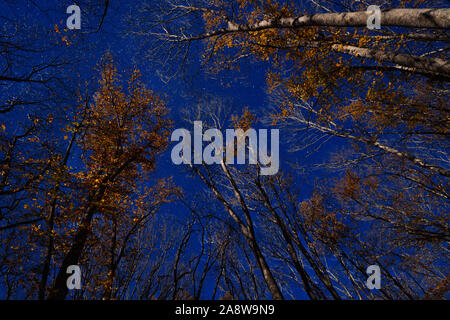 Corone di alberi su un cielo stellato sfondo Foto Stock