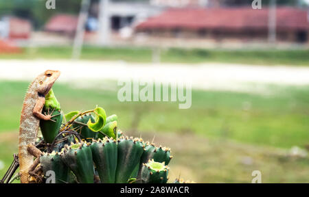 Camaleonti o chamaeleons (Famiglia Chamaeleonidae), un clade del Vecchio Mondo lucertole specie. Esso ha la capacità di cambiare colore. Extreme close up. Foto Stock