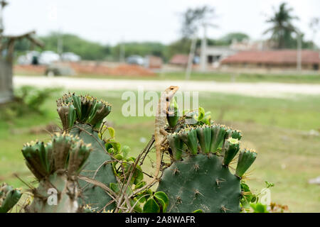 Camaleonti o chamaeleons (Famiglia Chamaeleonidae), un clade del Vecchio Mondo lucertole specie. Esso ha la capacità di cambiare colore. Extreme close up. Foto Stock