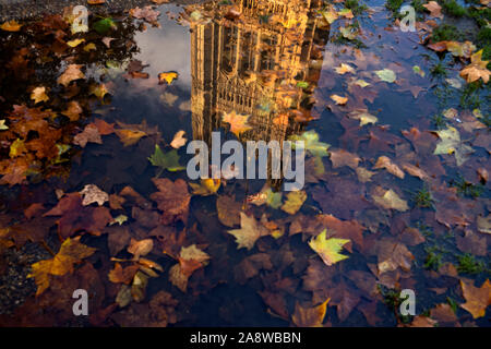 Autunno a Londra Victoria Torre del Palazzo di Westminster e foglie di autunno riflessa nella torre di Victoria Gardens. 8 Nov 2019 Victoria Tower è un quadrato a Foto Stock