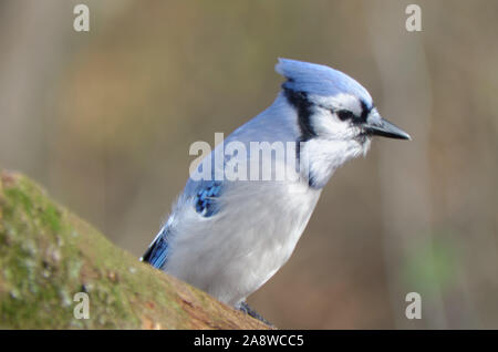 Blue Jay (Cyanocitta cristata) Foto Stock