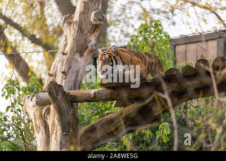 La tigre di Sumatra presso lo Zoo di Londra Foto Stock