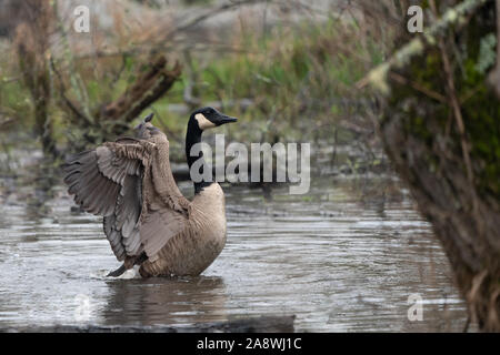 Canada Goose ali di flessione nella zona di zone umide. Foto Stock