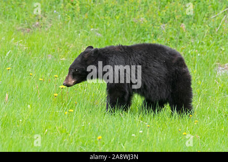 Black Bear (Ursus americanus) alimentazione sui denti di leoni. Parco Nazionale di Yellowstone, Wyoming negli Stati Uniti. Foto Stock