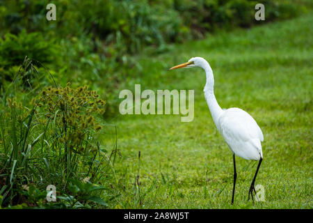 Un grande airone bianco passeggiate attraverso l'erba verde. Foto Stock