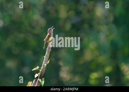 Carolina wren appollaiato sul ramo a cantare. Foto Stock