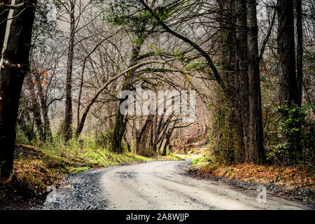 Rural strada sterrata incorniciato con alberi. Foto Stock